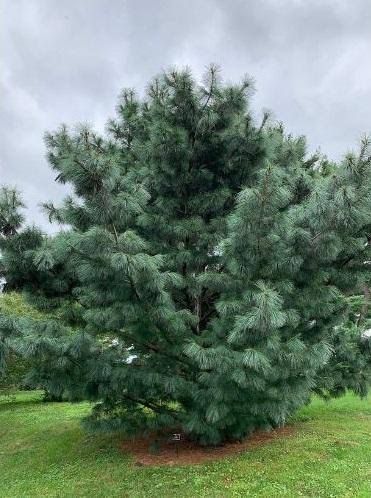 Pino Ayacahuite — Pinus ayacahuite 2