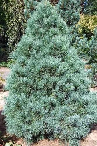 Pino Ayacahuite — Pinus ayacahuite 3
