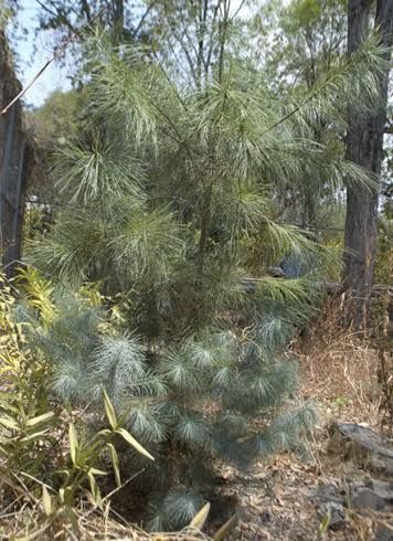 Pino Ayacahuite — Pinus ayacahuite 4