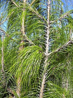 Pino patula — Pinus patula 2