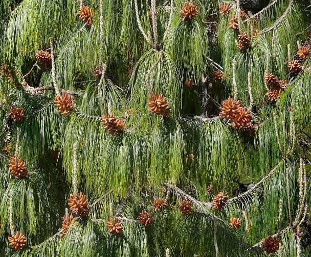 Pino patula — Pinus patula 3