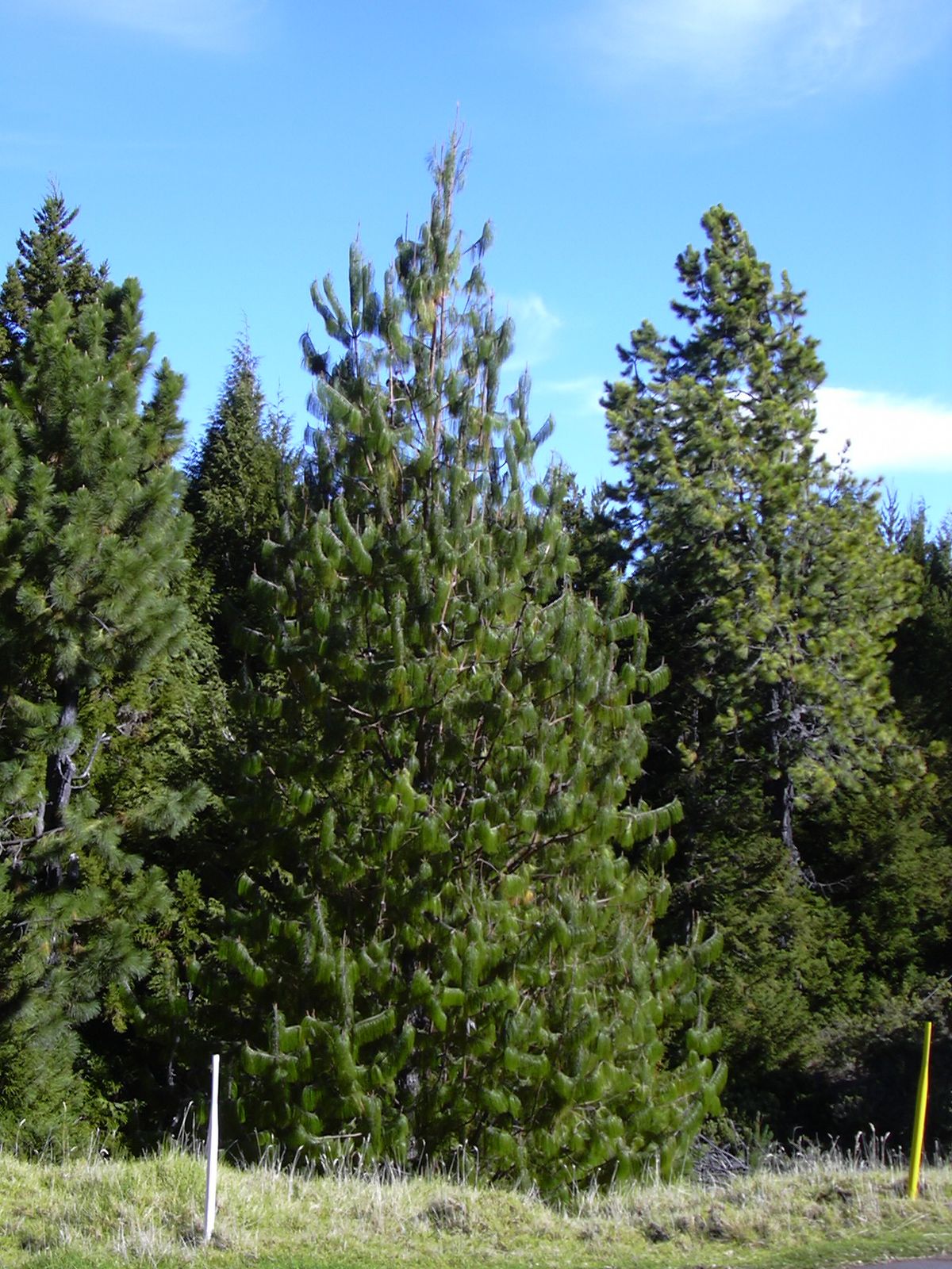 Pino patula — Pinus patula 4