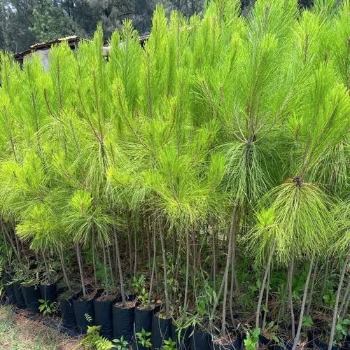 Pino Pseudostrobus — Pinus pseudostrobus 2