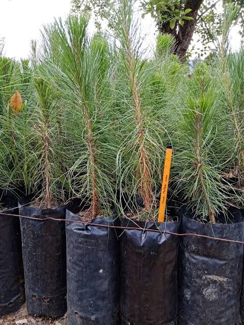 Pino Pseudostrobus — Pinus pseudostrobus 3