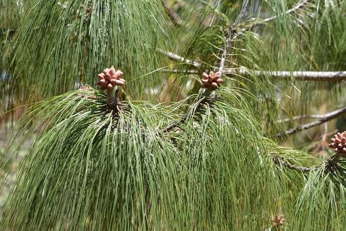 Pino Pseudostrobus — Pinus pseudostrobus 4