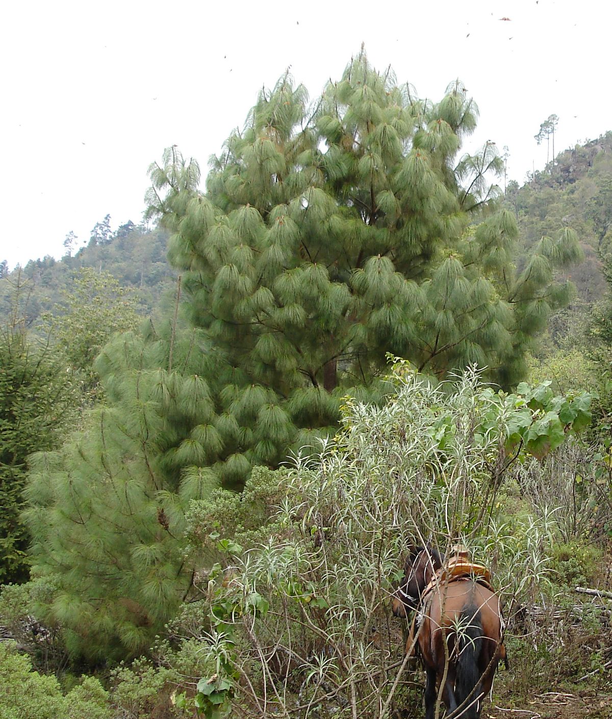 Pino Pseudostrobus — Pinus pseudostrobus 5