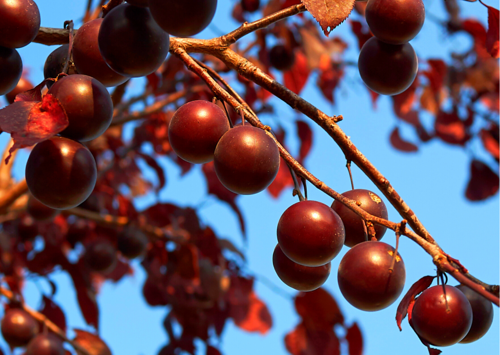 Ciruelo rojo — Prunus cerasifera