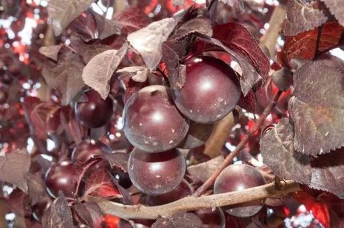 Ciruelo rojo — Prunus cerasifera 2