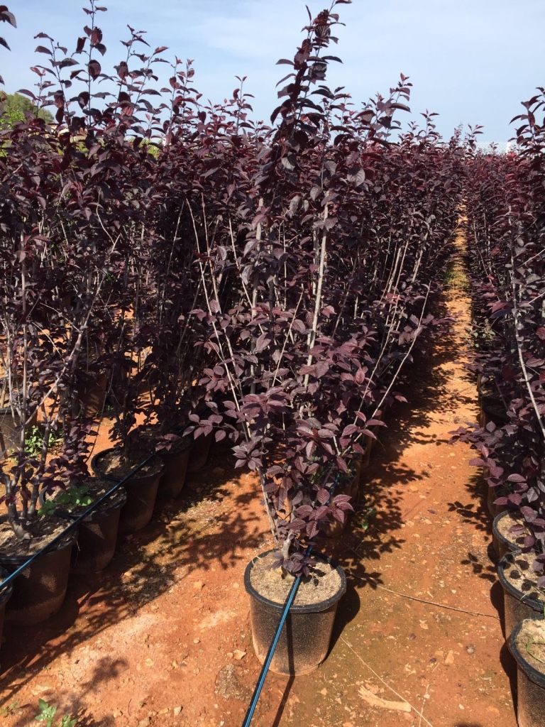 Ciruelo rojo — Prunus cerasifera 3