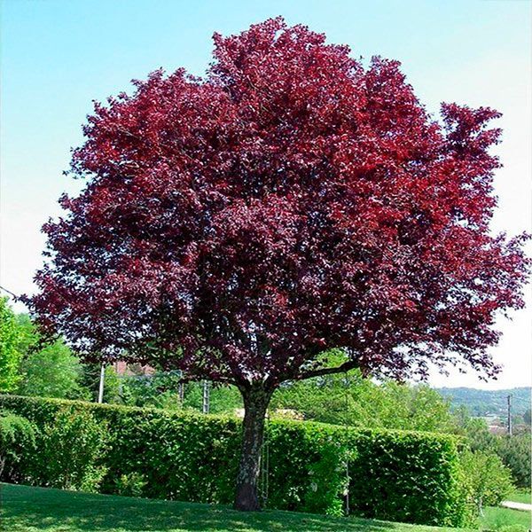 Ciruelo rojo — Prunus cerasifera 4