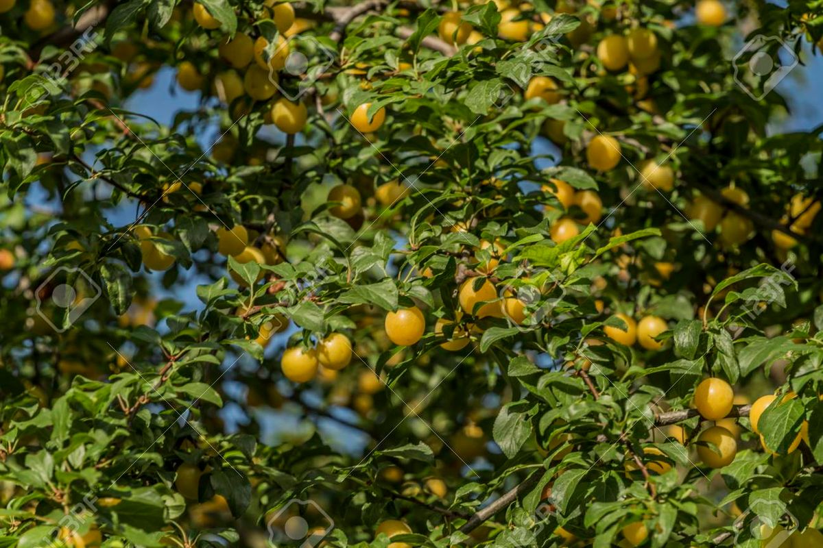 Ciruela Amarilla — Prunus domestica subsp. syriaca 2