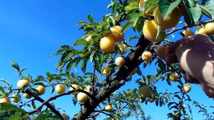 Ciruela Amarilla — Prunus domestica subsp. syriaca 3