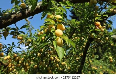 Ciruela Amarilla — Prunus domestica subsp. syriaca 4