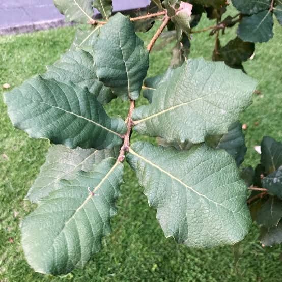 Encino — Quercus rugosa