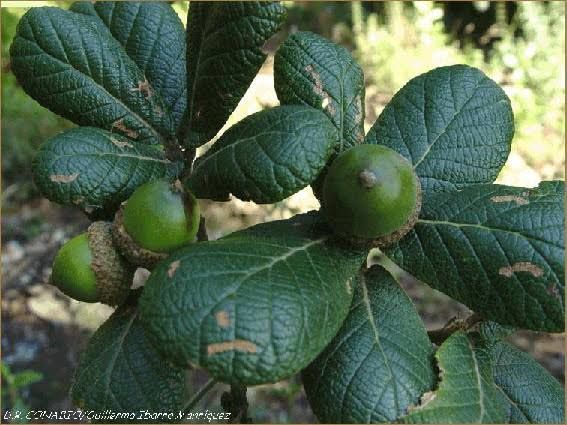 Encino — Quercus rugosa 2