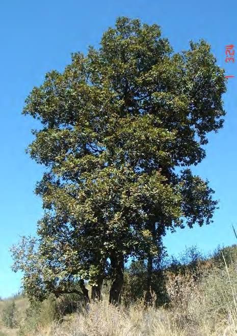 Encino — Quercus rugosa 3