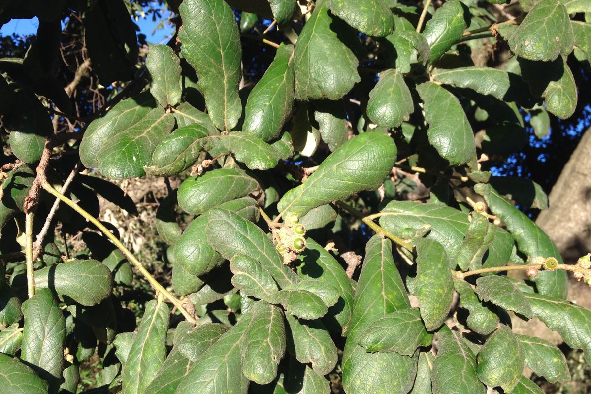 Encino — Quercus rugosa 4