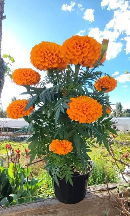 Cempasúchil — Tagetes erecta