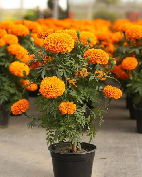Cempasúchil — Tagetes erecta 2