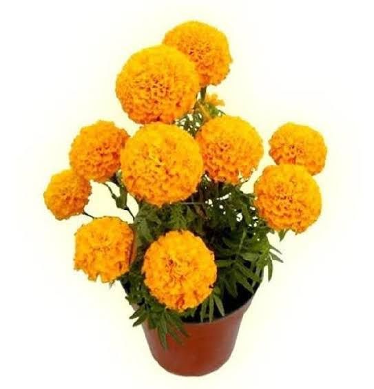 Cempasúchil — Tagetes erecta 3