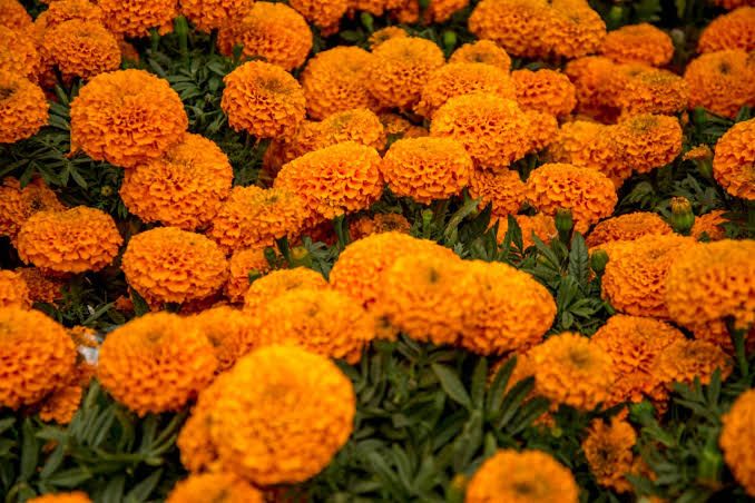 Cempasúchil — Tagetes erecta 4